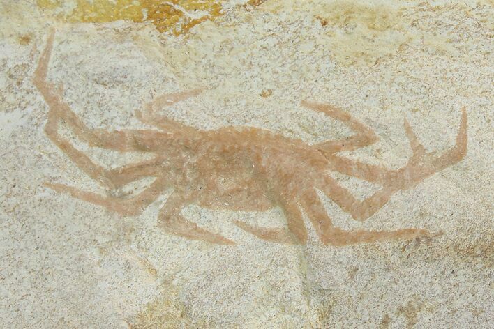 Miocene Pea Crab (Pinnixa) Fossil - California #177048